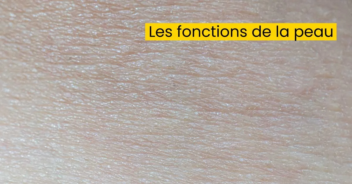 Les fonctions de la peau